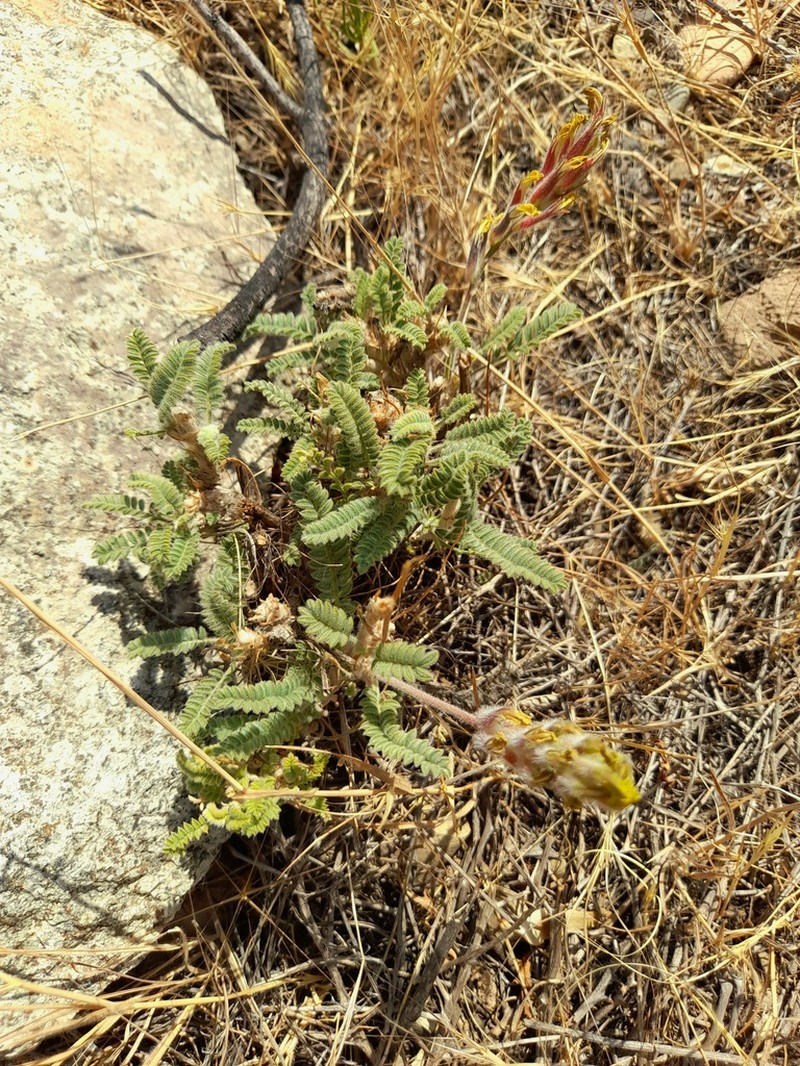 Astragalus iranicus