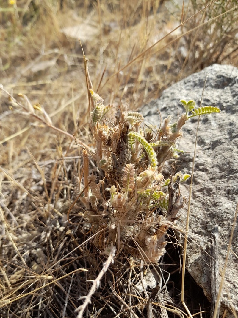 Astragalus iranicus photo 2