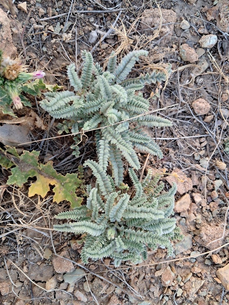 Astragalus iranicus photo 3