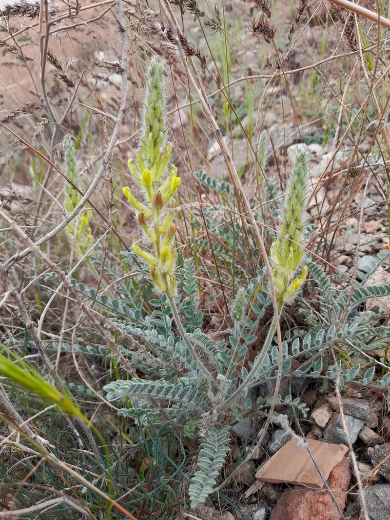 Astragalus iranicus photo 4