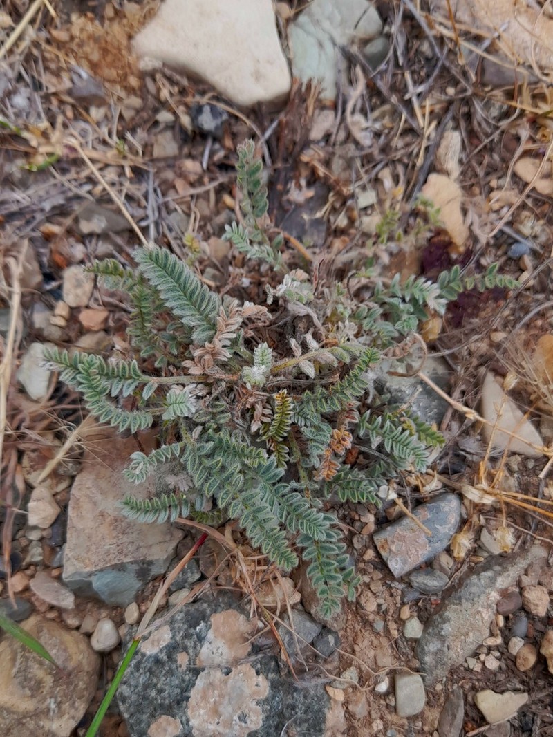 Astragalus iranicus photo 5