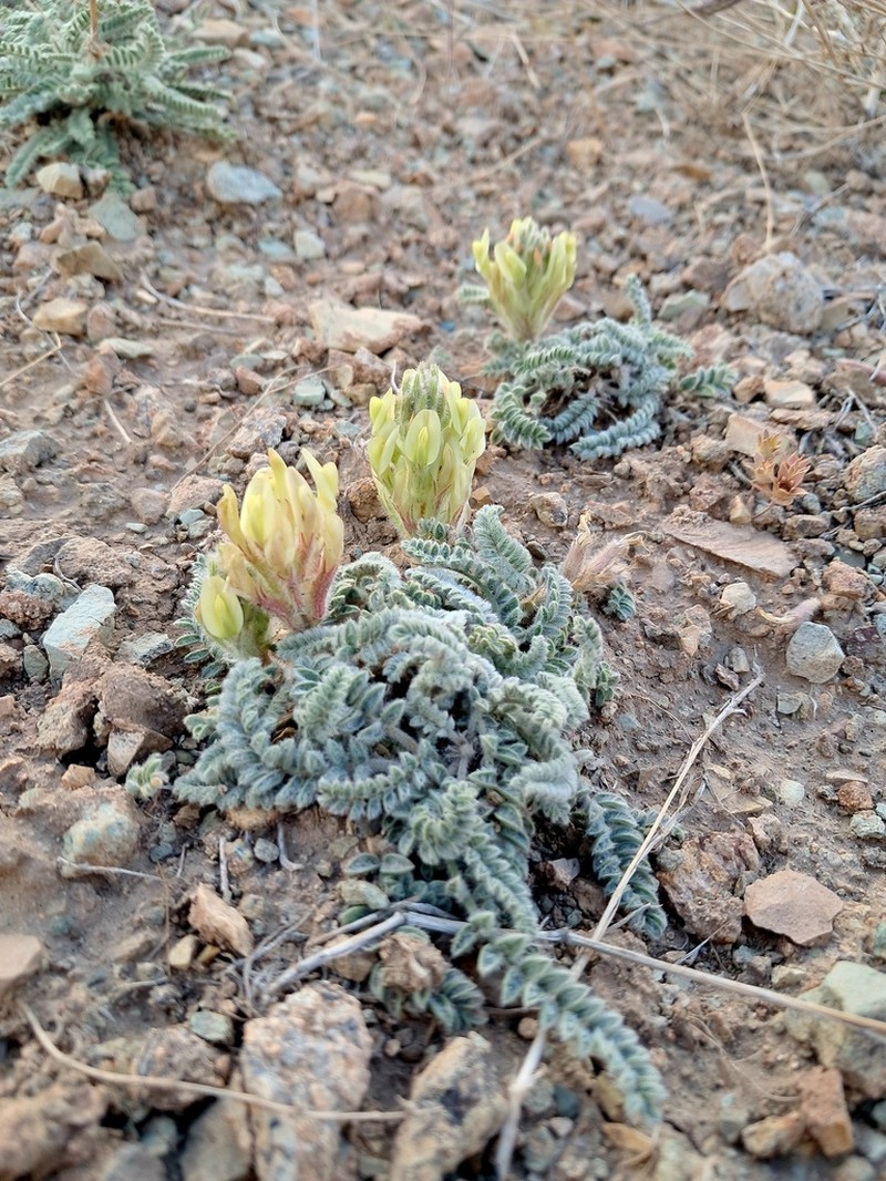 Astragalus iranicus photo 6