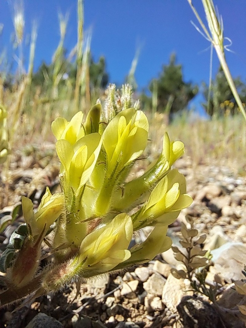 Astragalus iranicus photo 7