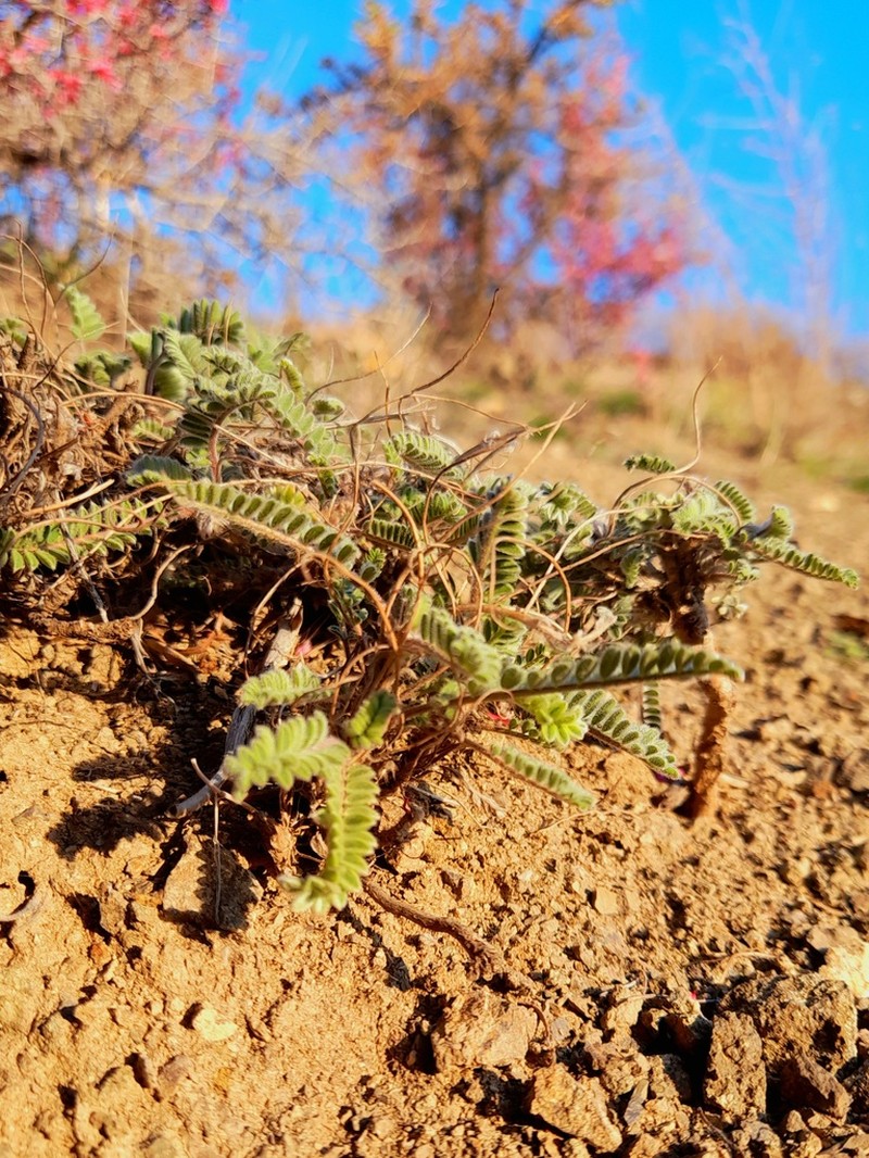 Astragalus iranicus photo 8