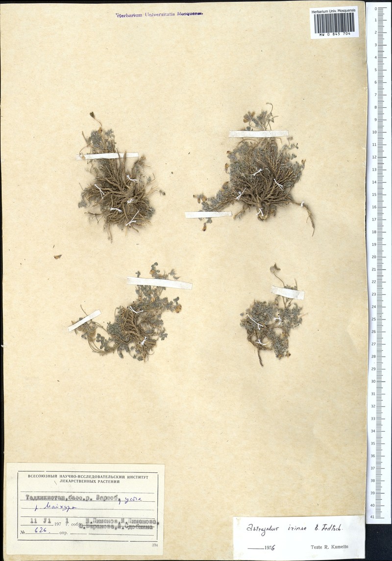 Astragalus irinae