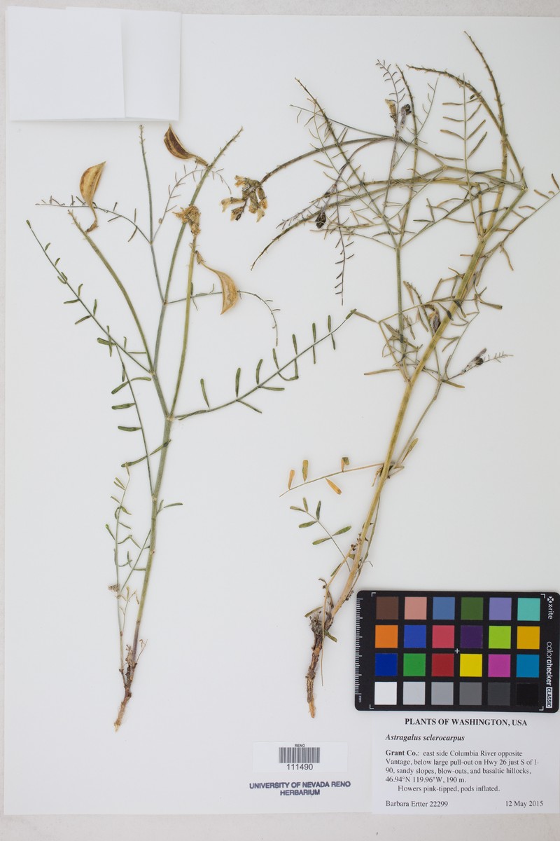 Astragalus irisuensis
