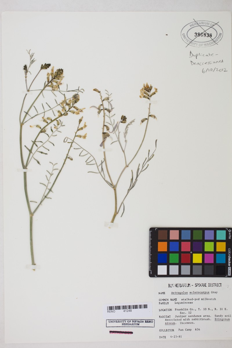 Astragalus irisuensis photo 2