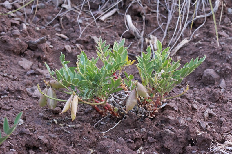 Isely's Milkvetch