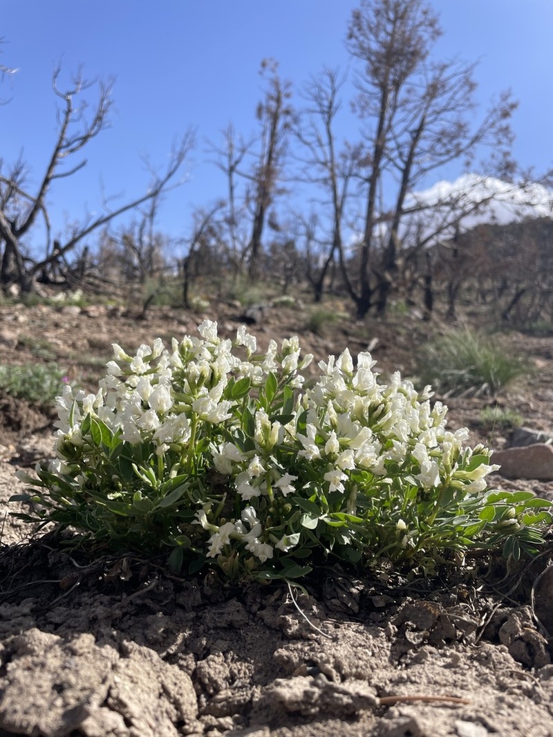 Isely's Milkvetch photo 2