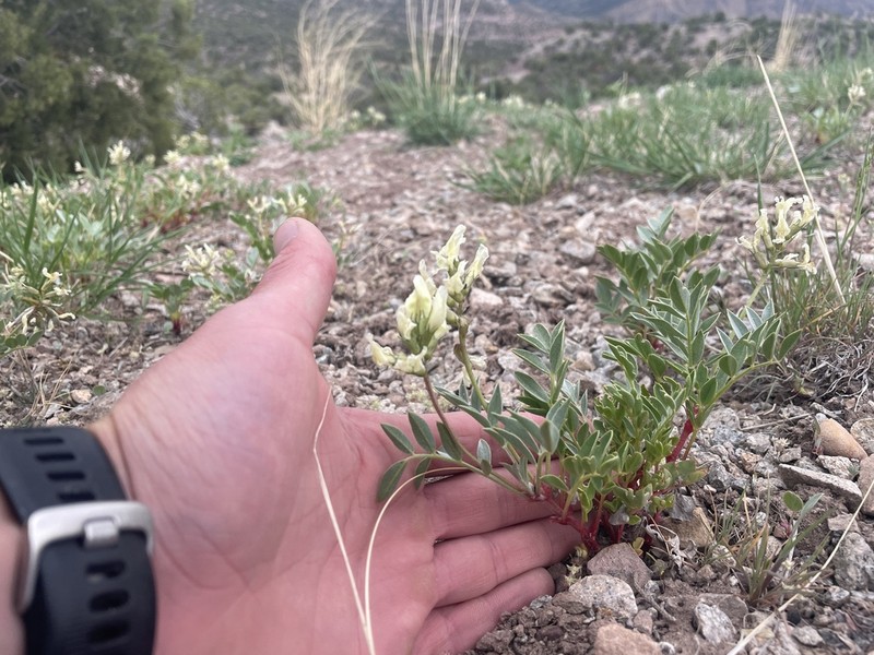 Isely's Milkvetch photo 3