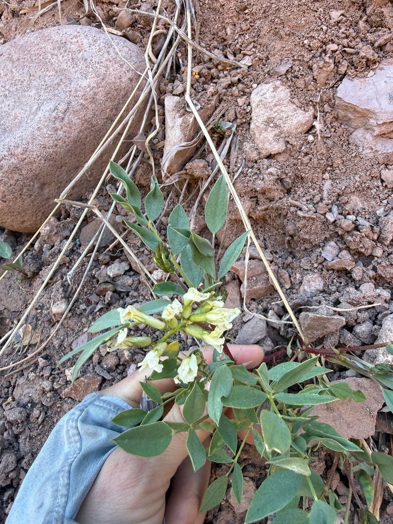 Isely's Milkvetch photo 5