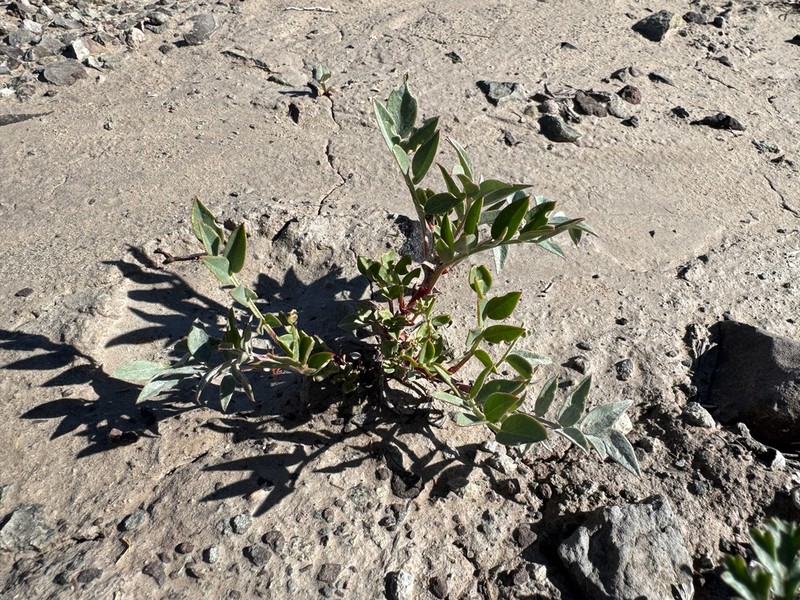 Isely's Milkvetch photo 6