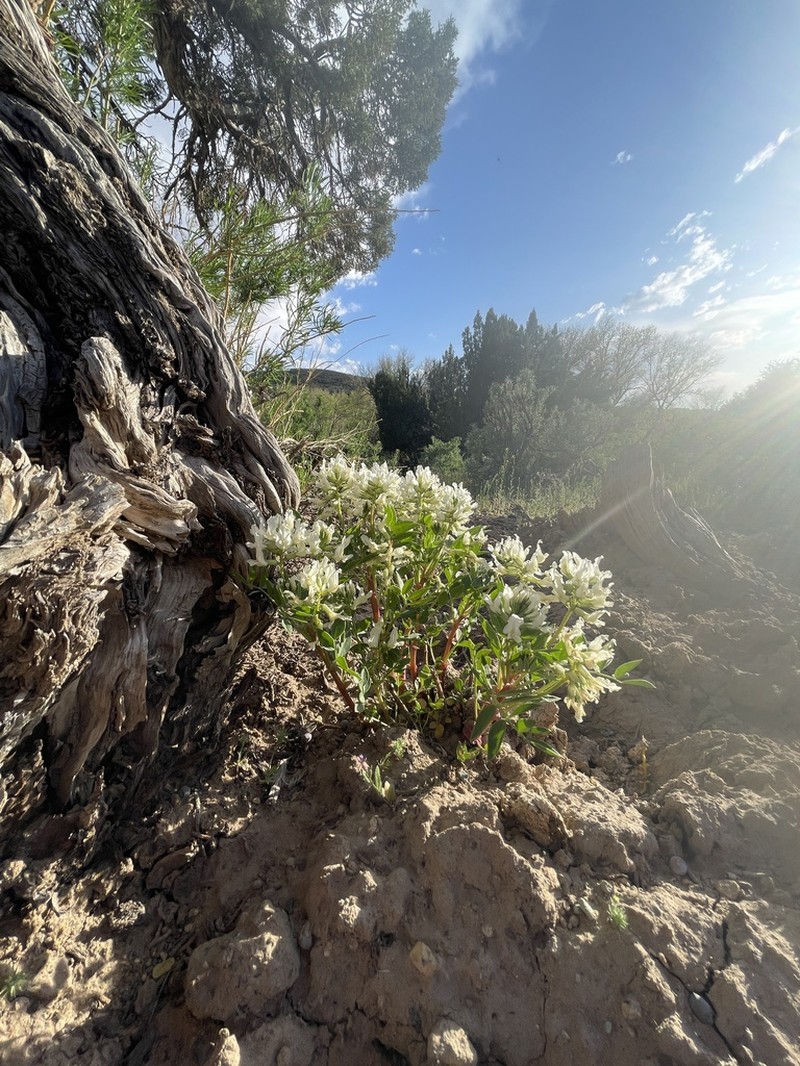 Isely's Milkvetch photo 7