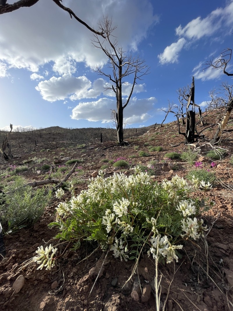 Isely's Milkvetch photo 8