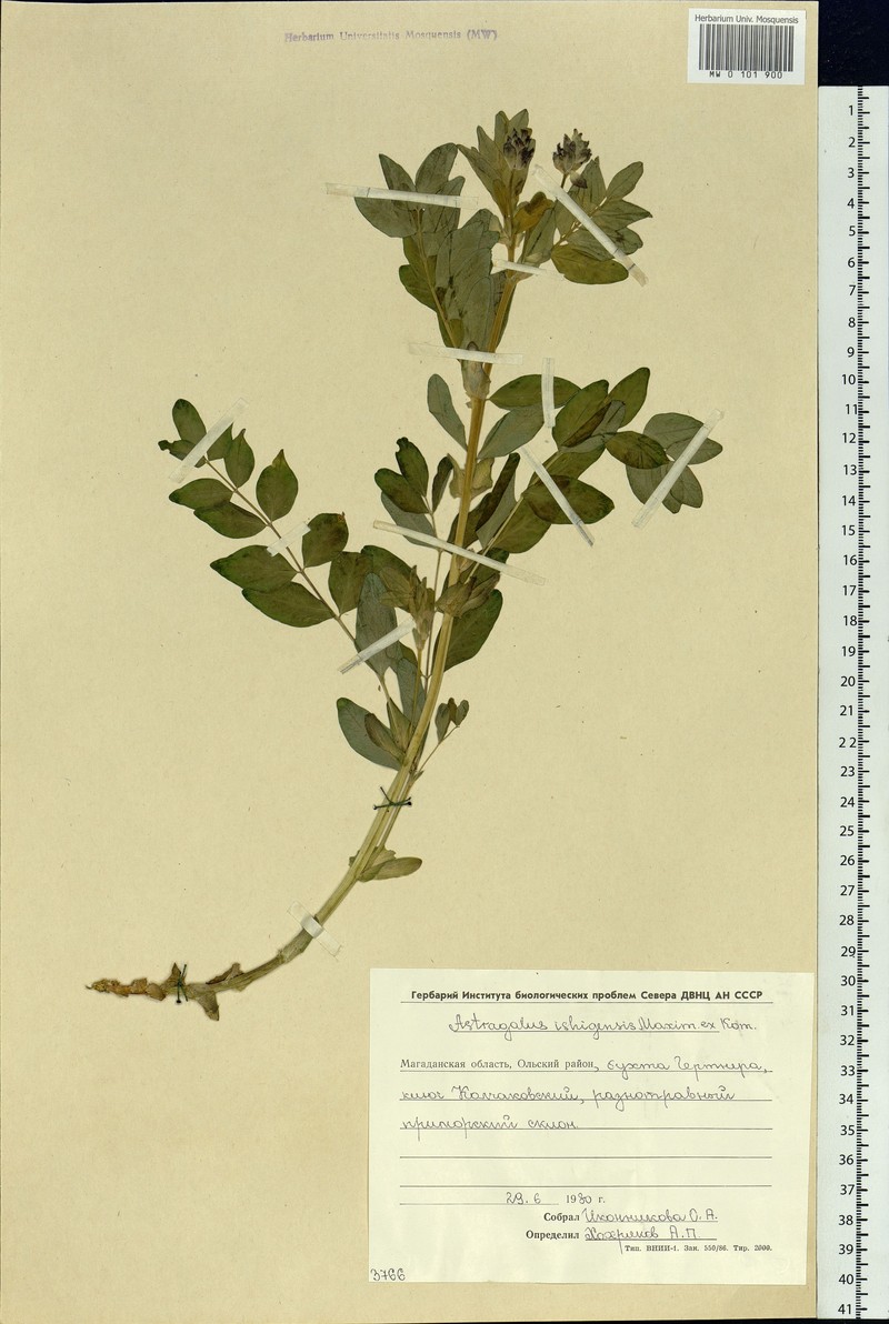 Astragalus ishigensis