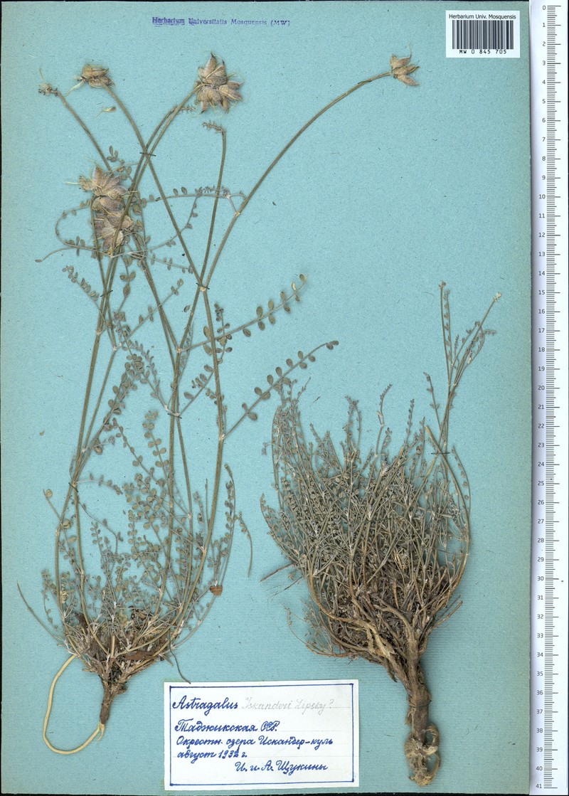 Astragalus iskanderi