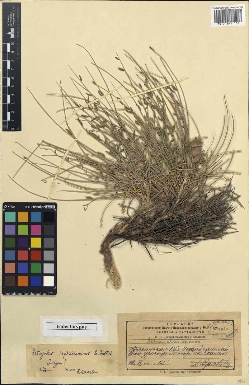 Astragalus isphairamicus