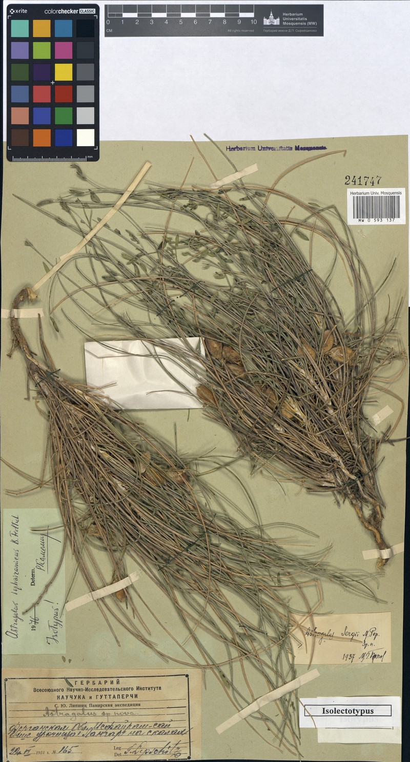 Astragalus isphairamicus photo 2
