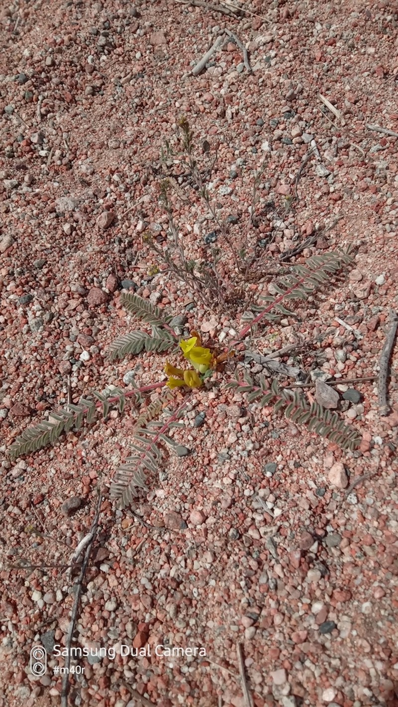 Astragalus issykkulensis