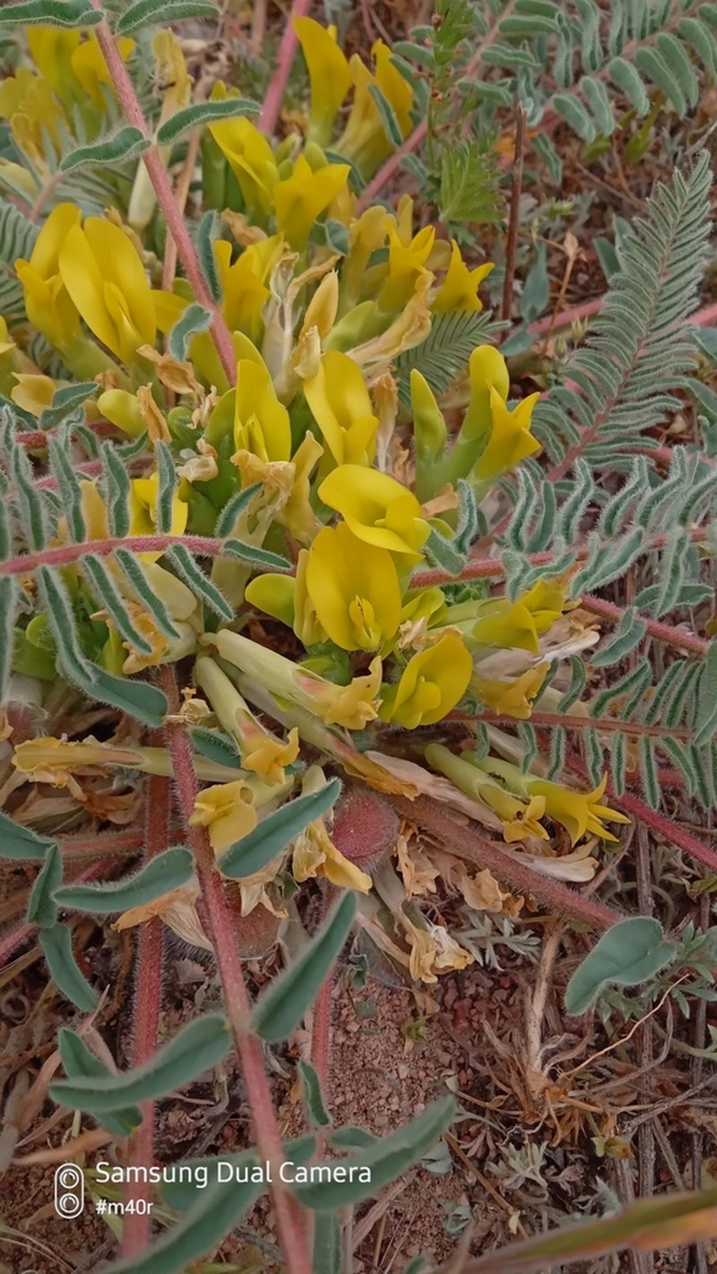 Astragalus issykkulensis photo 2