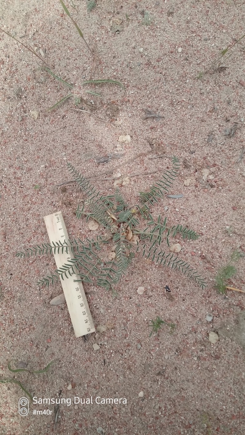 Astragalus issykkulensis photo 3