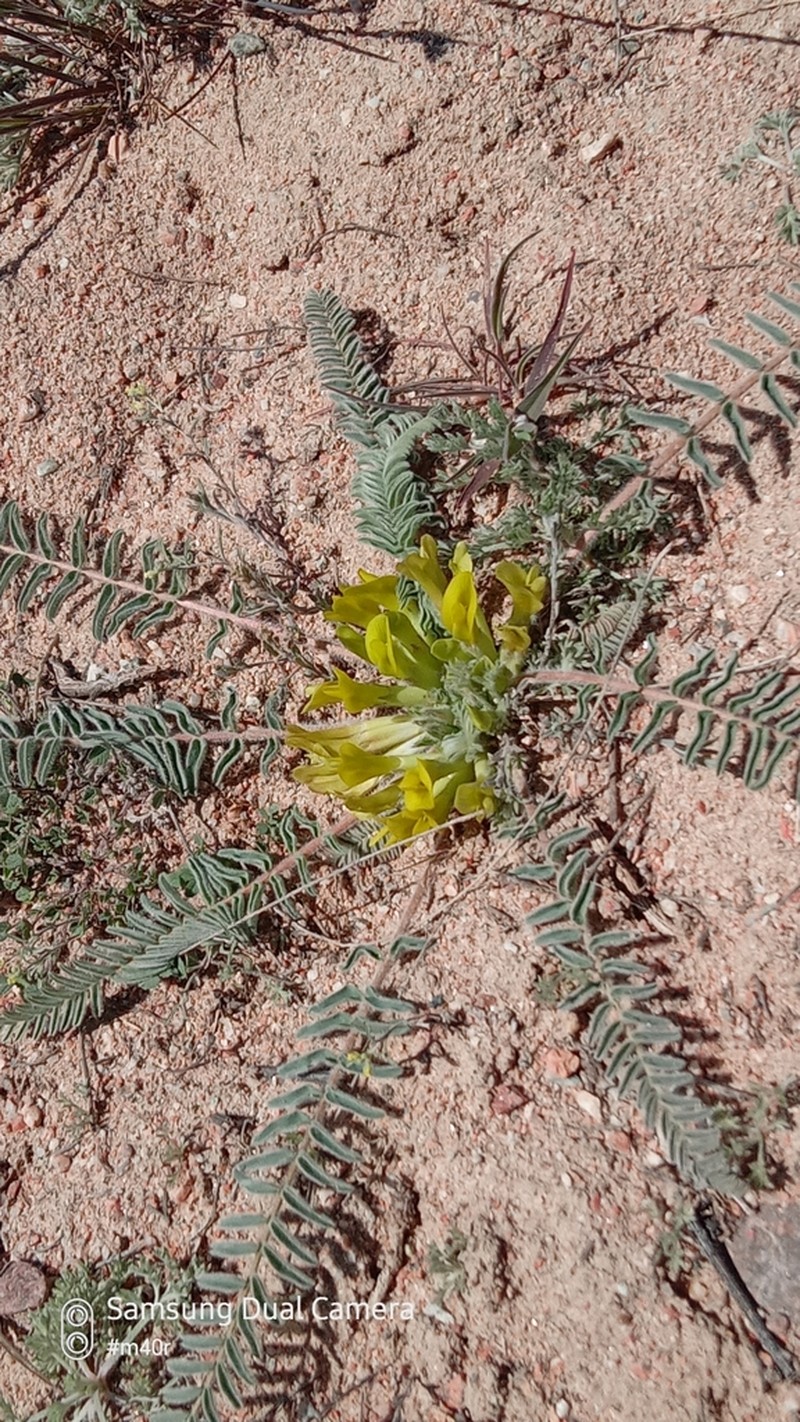Astragalus issykkulensis photo 4