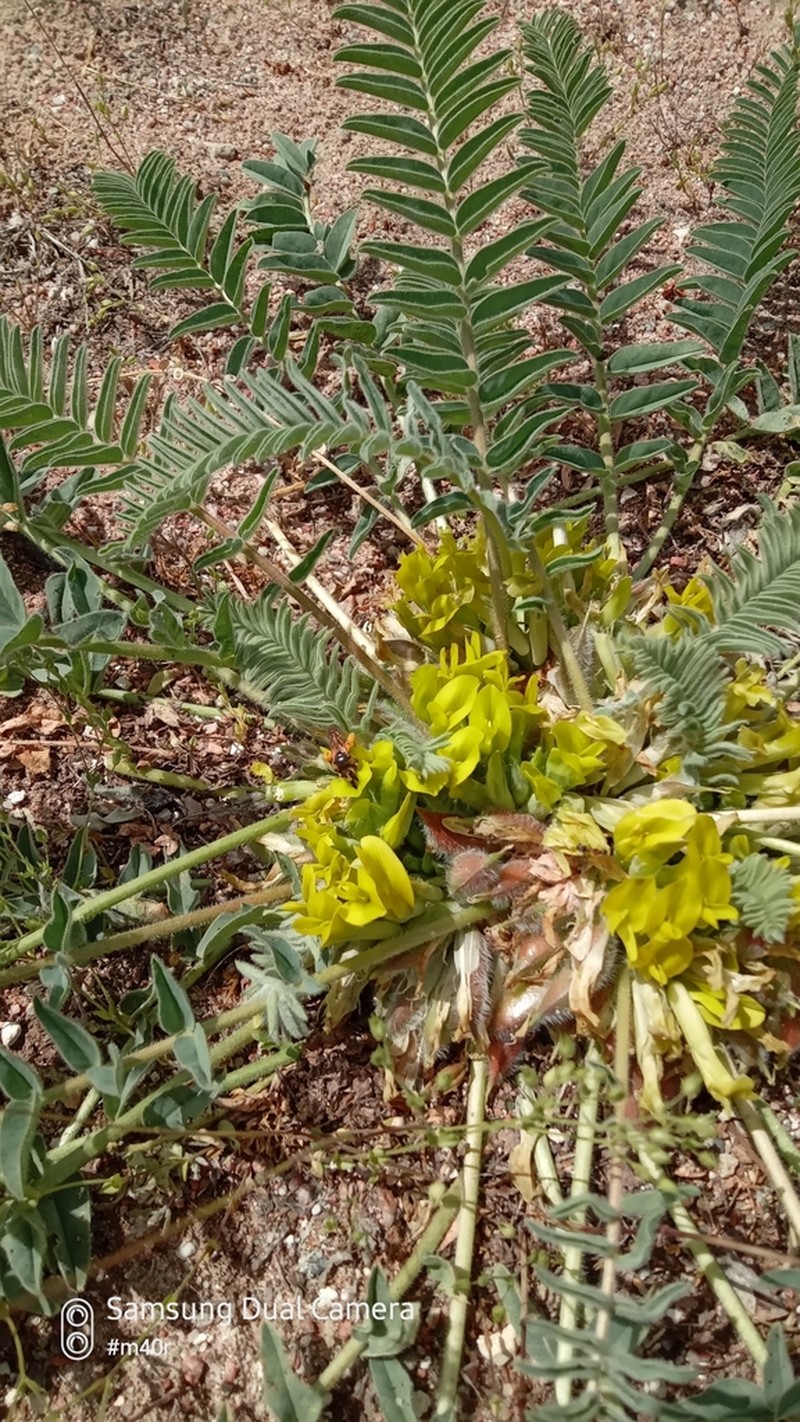 Astragalus issykkulensis photo 5