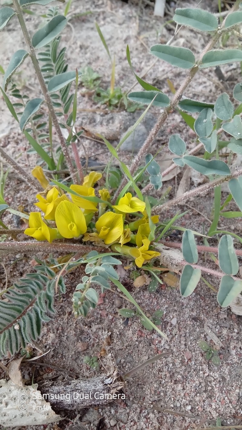 Astragalus issykkulensis photo 6