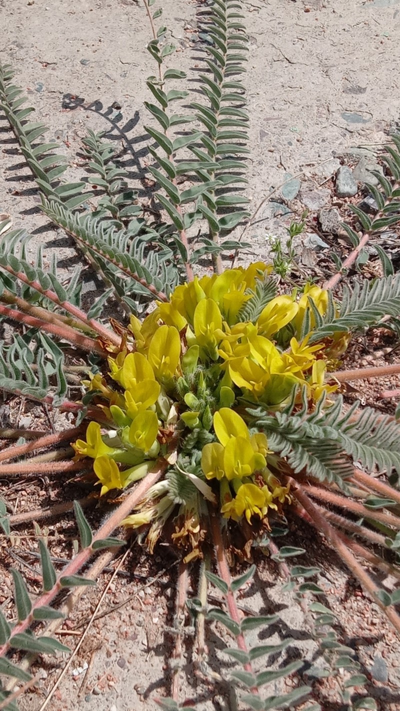Astragalus issykkulensis photo 7