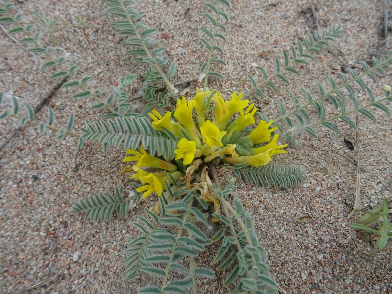 Astragalus issykkulensis photo 8