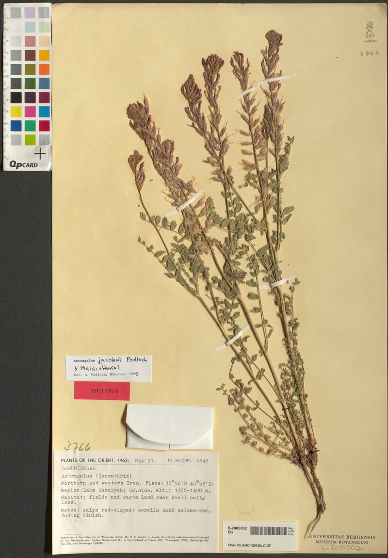 Astragalus jacobsii