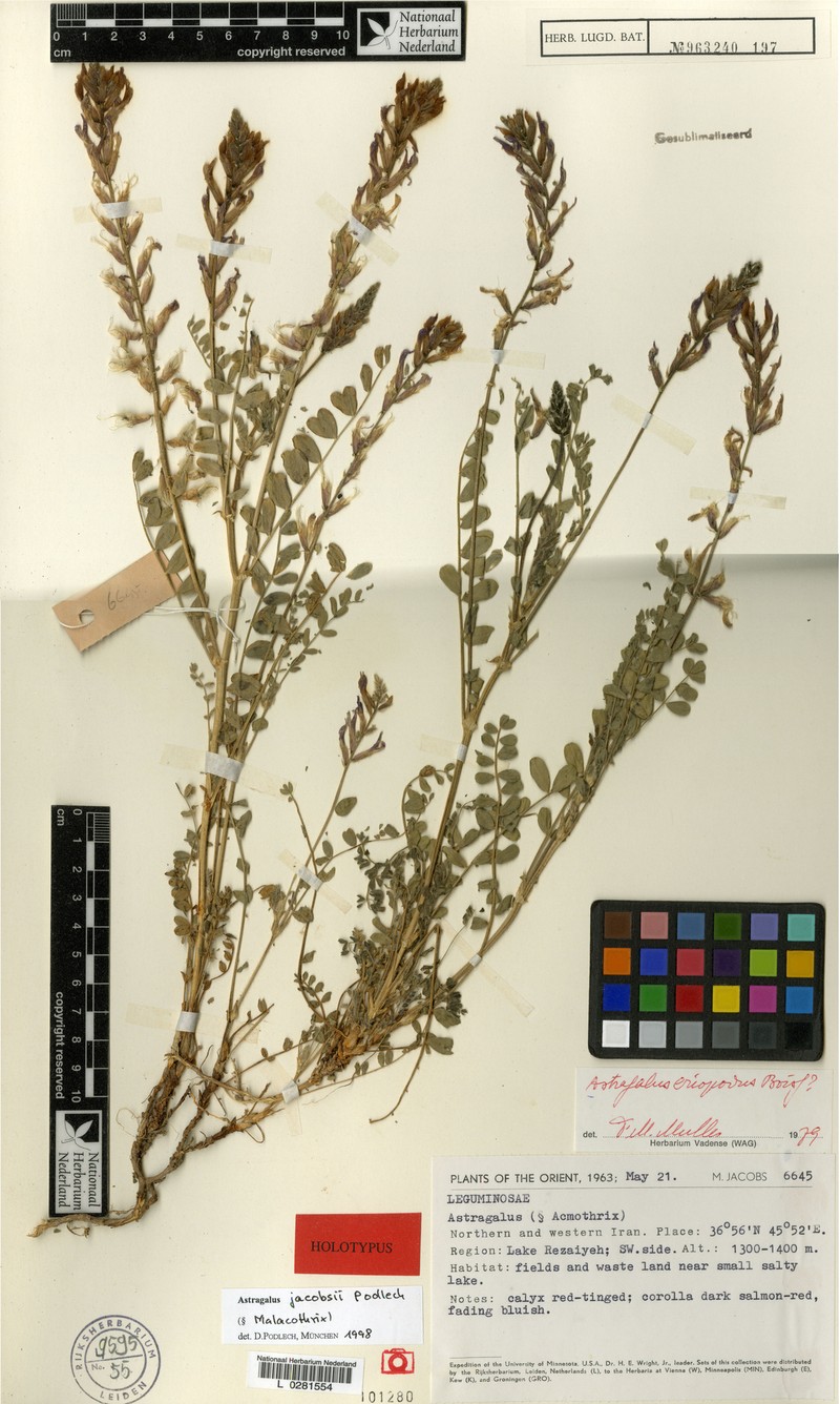 Astragalus jacobsii photo 2