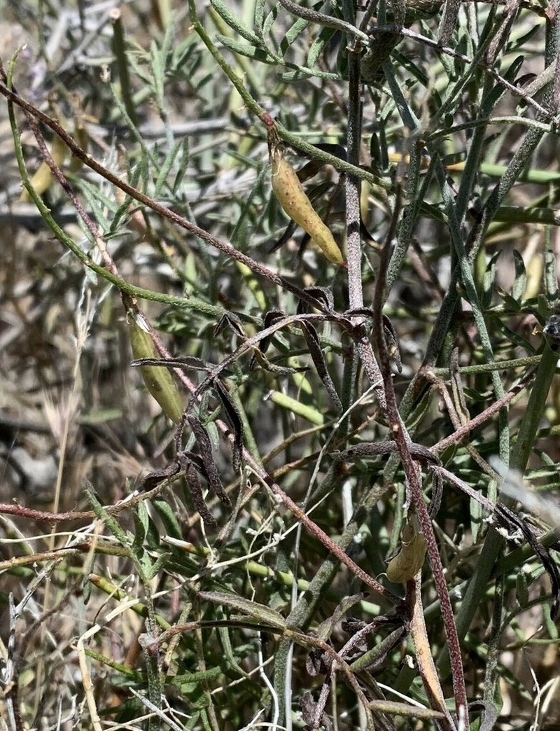 Lane Mountain Milkvetch photo 3
