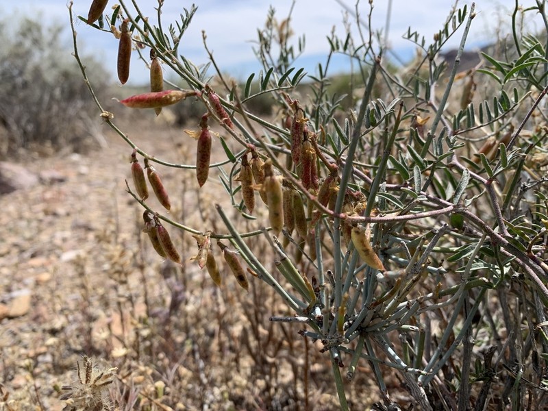Lane Mountain Milkvetch photo 4