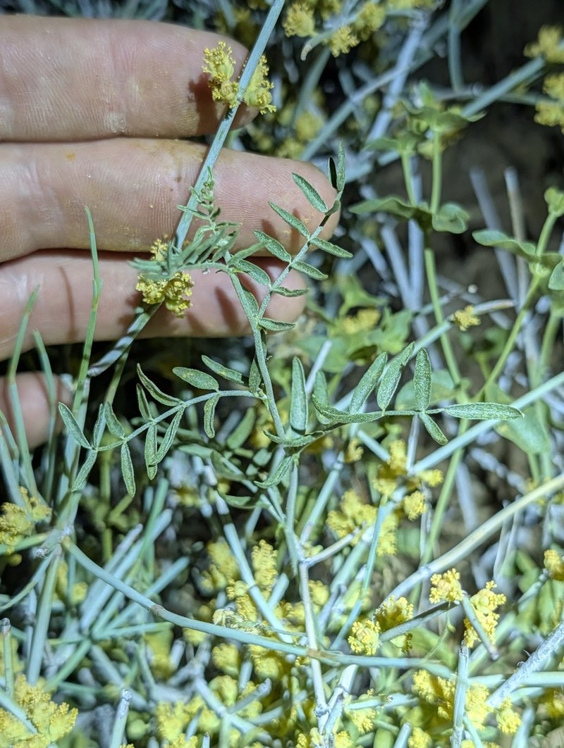 Lane Mountain Milkvetch photo 5