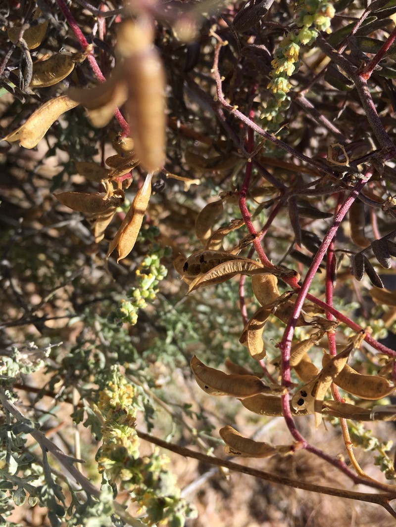 Lane Mountain Milkvetch photo 6