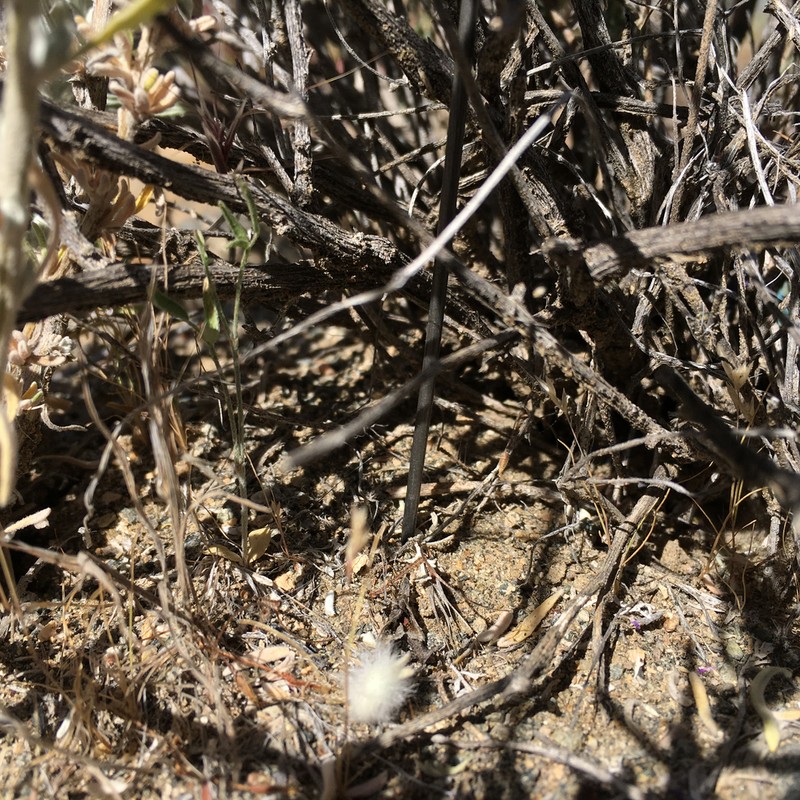 Lane Mountain Milkvetch photo 7