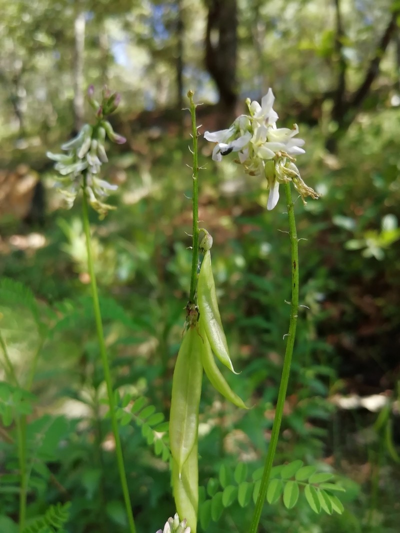 Astragalus jaliscensis photo 2