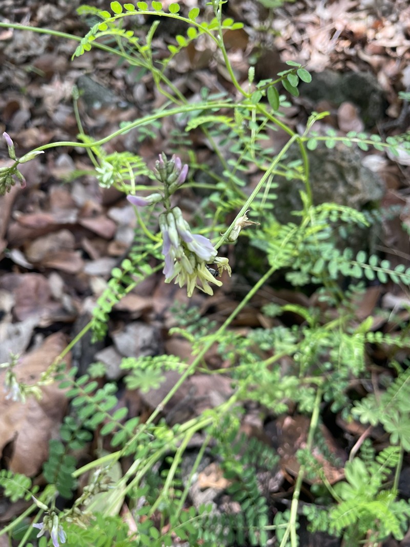 Astragalus jaliscensis photo 3