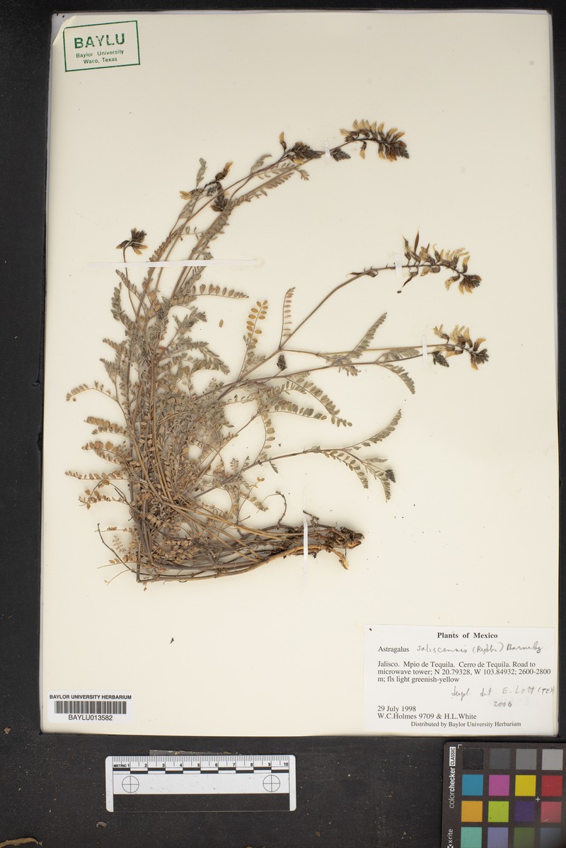 Astragalus jaliscensis photo 5
