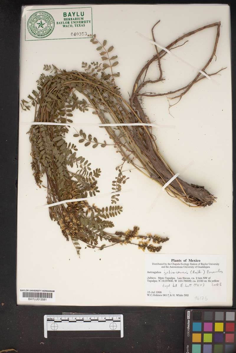 Astragalus jaliscensis photo 6