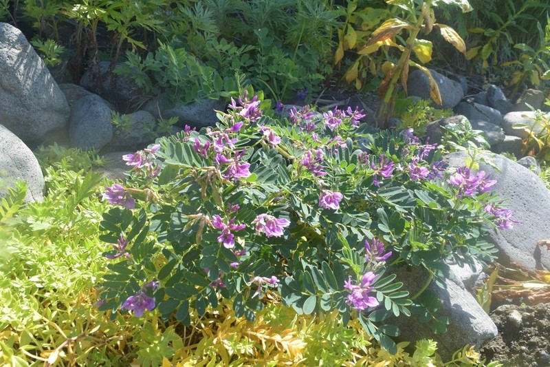 Astragalus japonicus photo 3