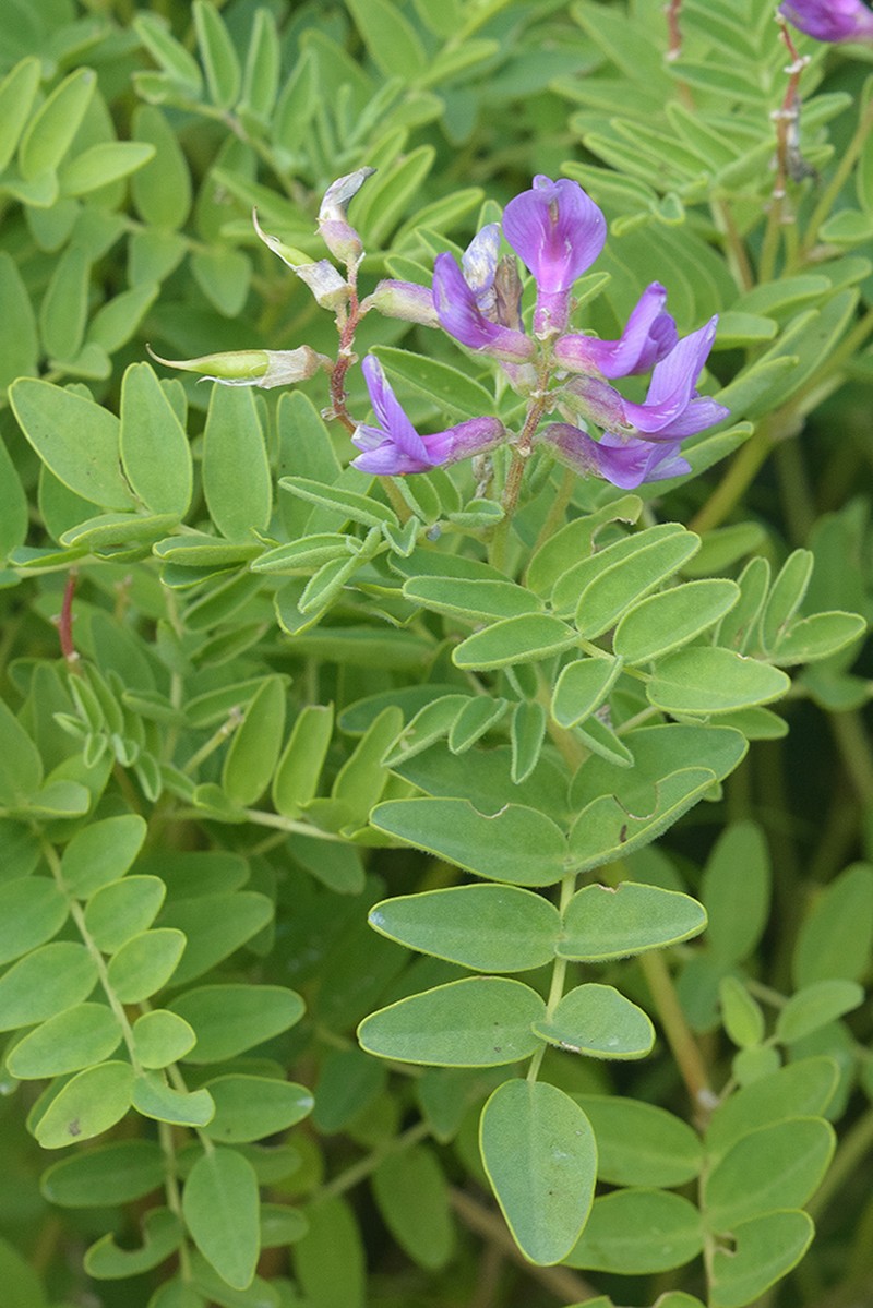 Astragalus japonicus photo 4