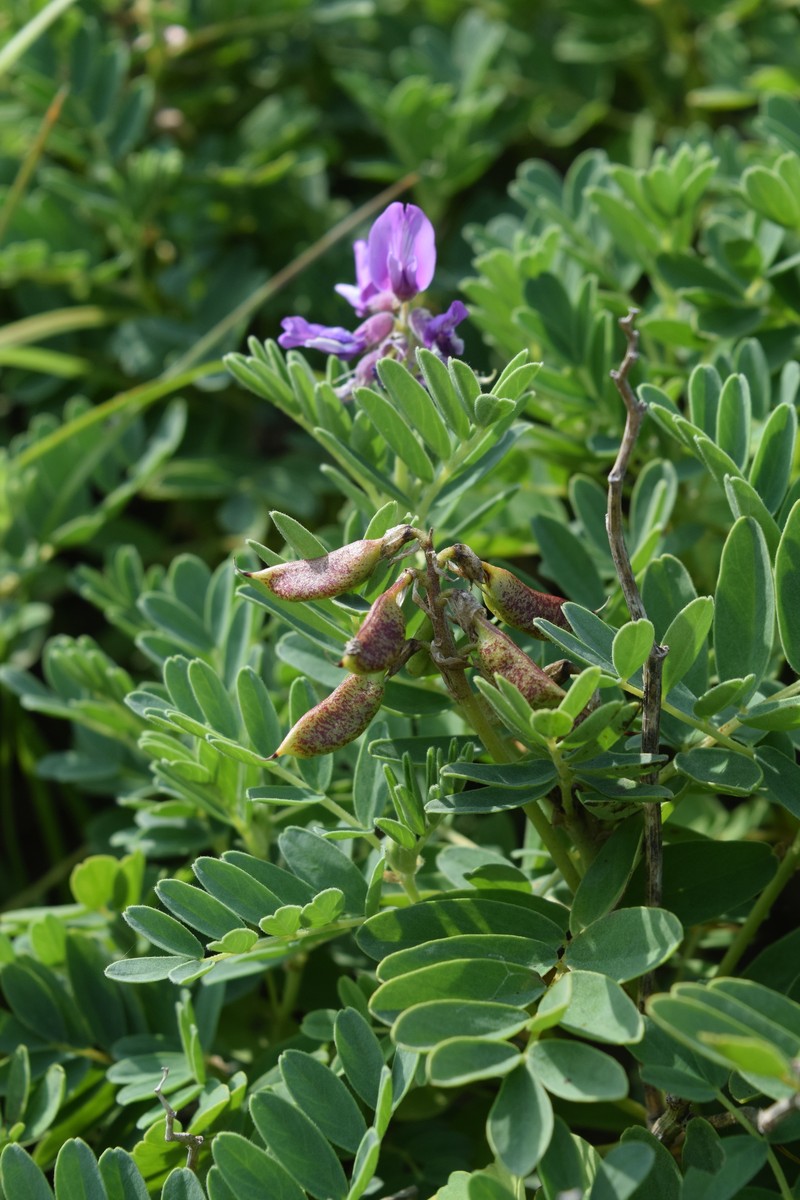 Astragalus japonicus photo 5