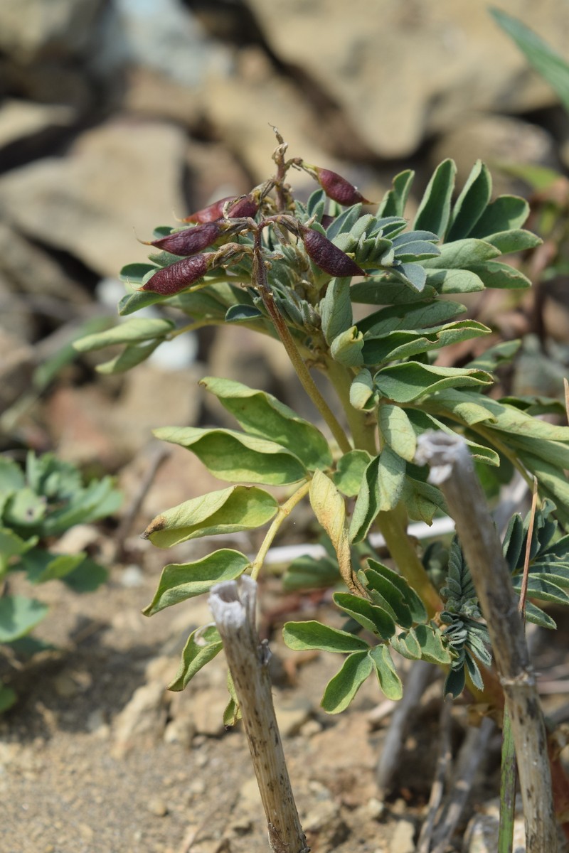 Astragalus japonicus photo 6