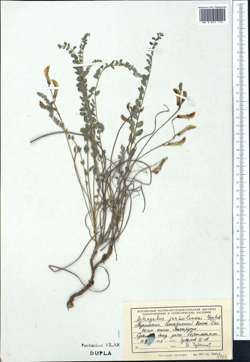 Astragalus jarmolenkoi