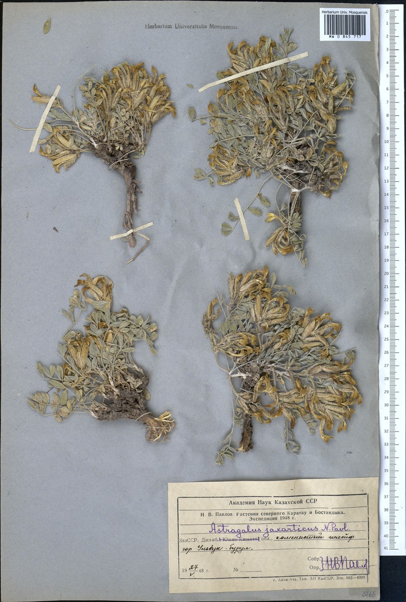 Astragalus jaxarticus
