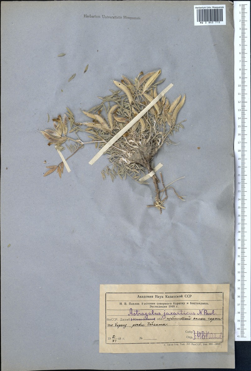 Astragalus jaxarticus photo 2