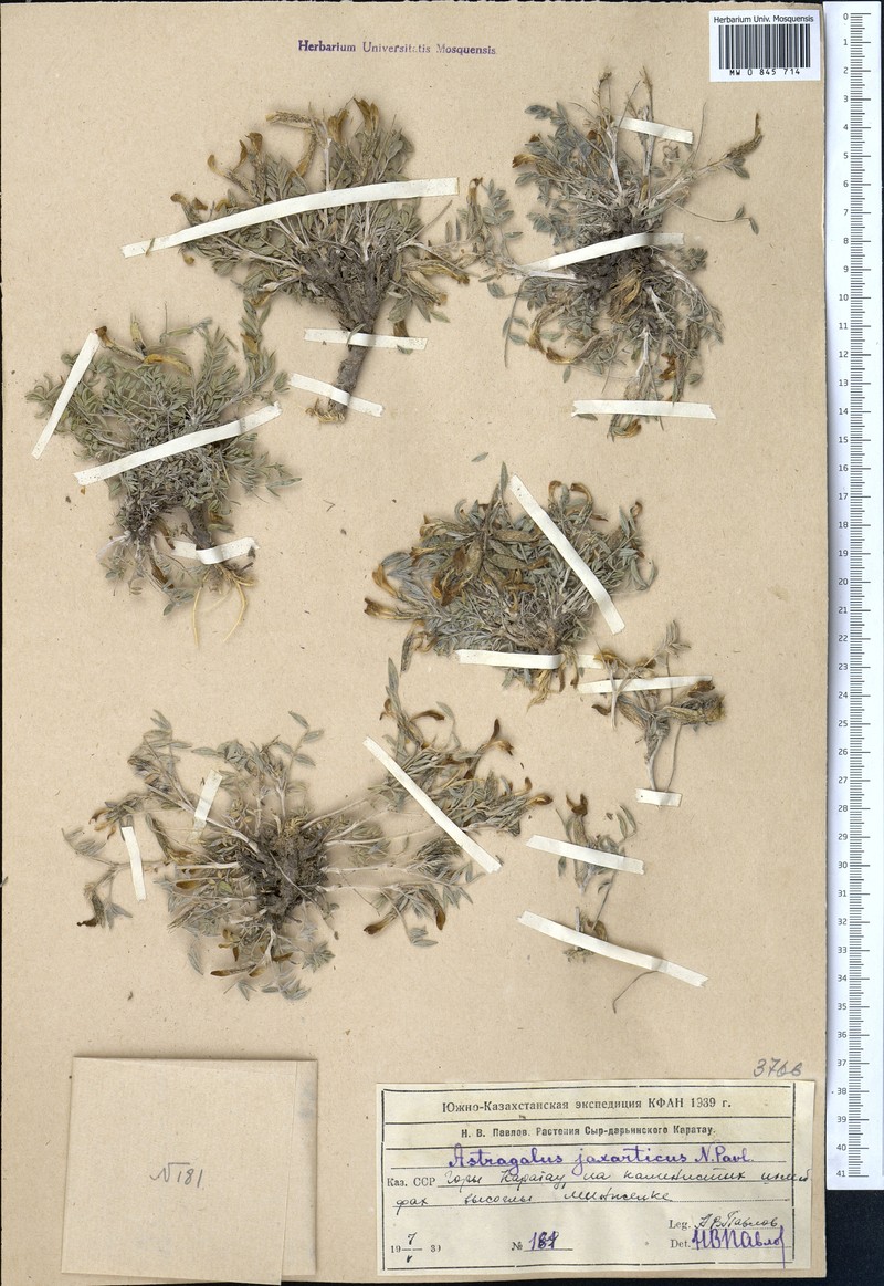 Astragalus jaxarticus photo 3