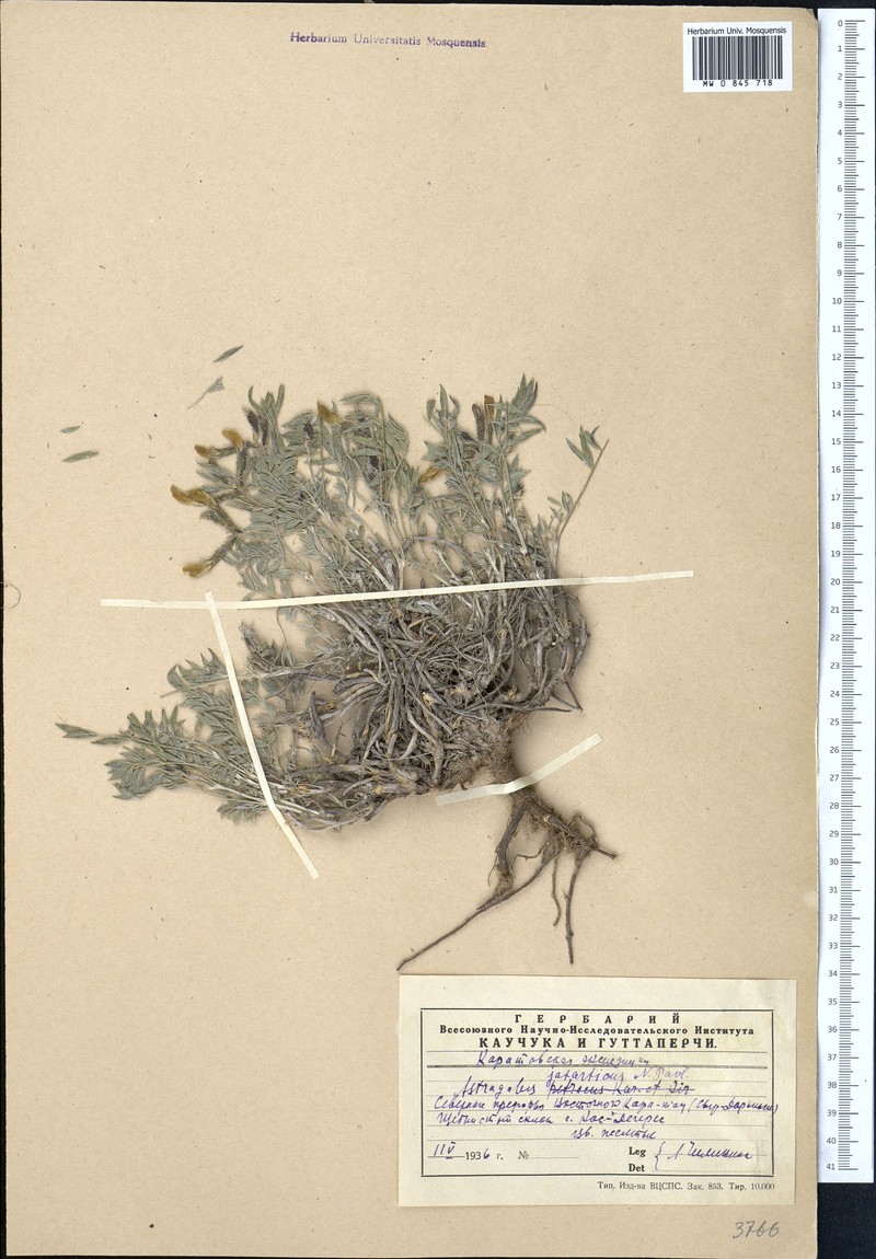 Astragalus jaxarticus photo 4